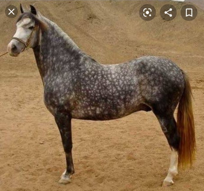 Варварийская порода лошадей