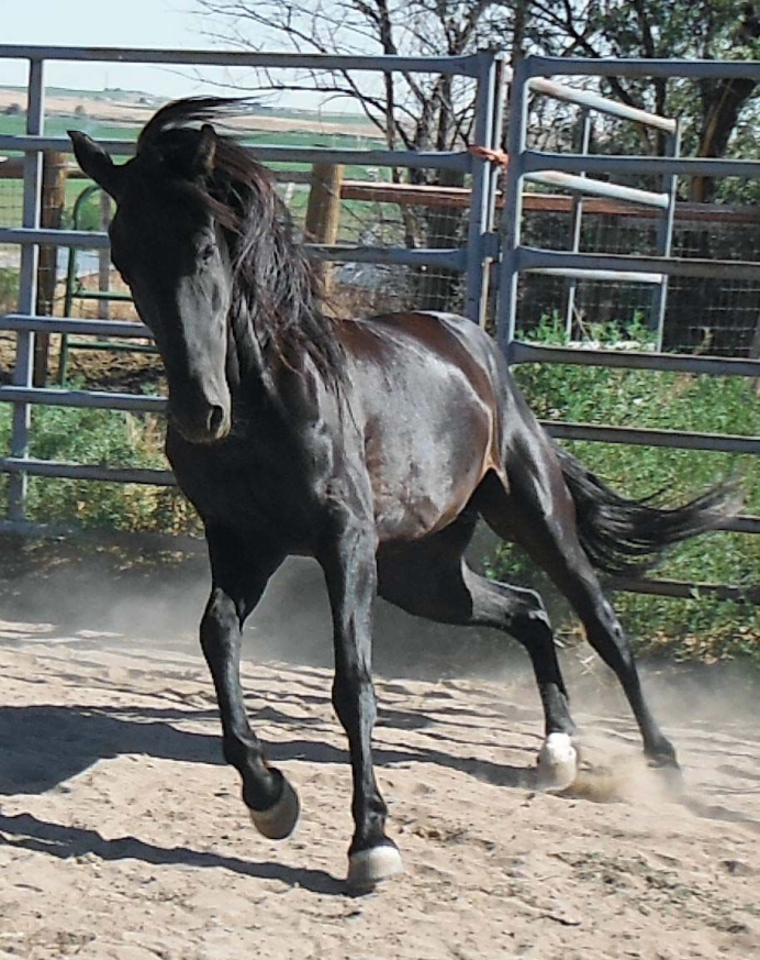 Варварийская порода лошадей