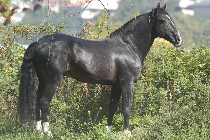 Берберийская порода лошадей