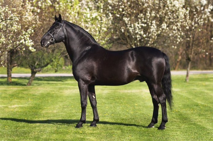 Андалузская лошадь Вороная