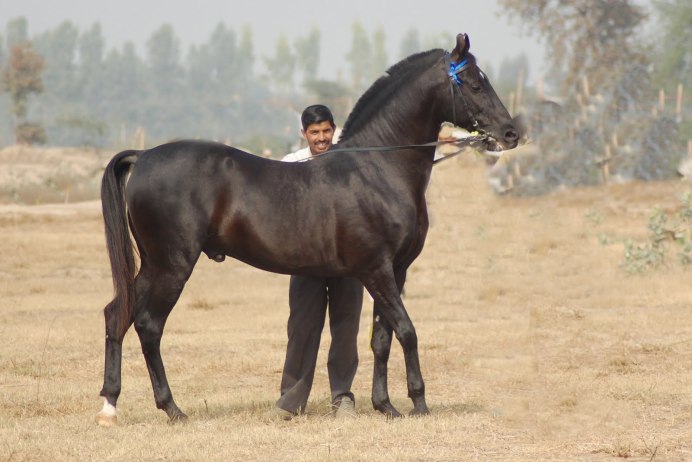 Берберийская лошадь Вороная