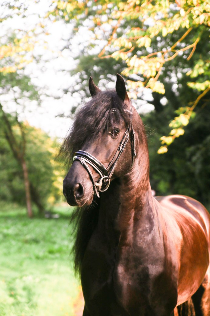 Peruvian paso foal (Chestnut)
