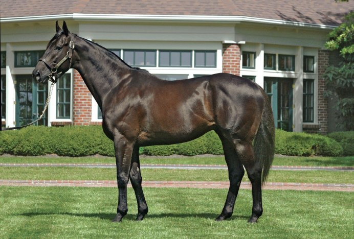 Берберская порода лошадей