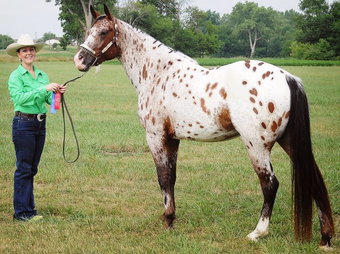 Американская верховая лошадь масти