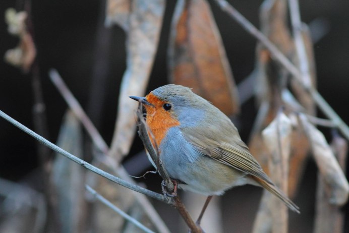 Канарейка и Зяблик