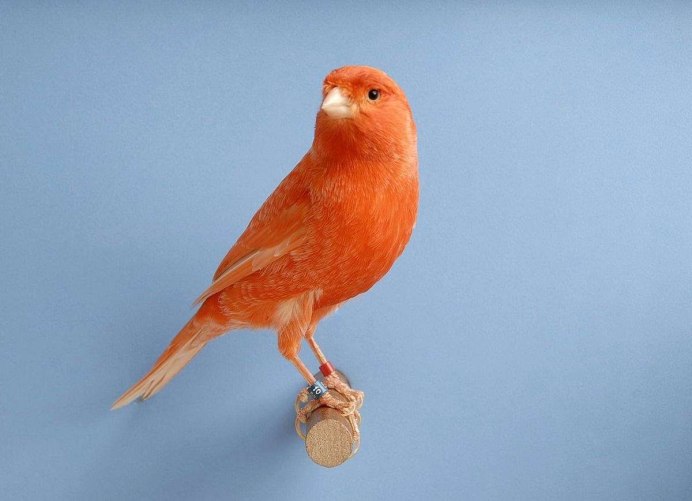 Зарянка горихвостка