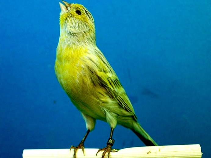 Кенар и канарейка