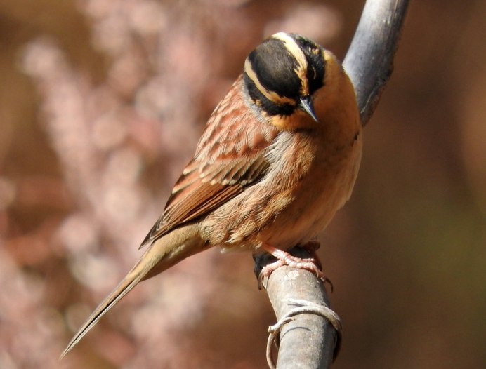 Голубой кенар