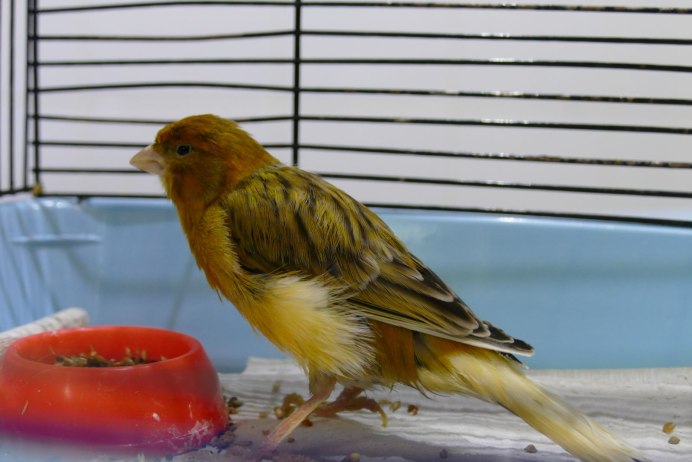 Певчие птицы канарейка