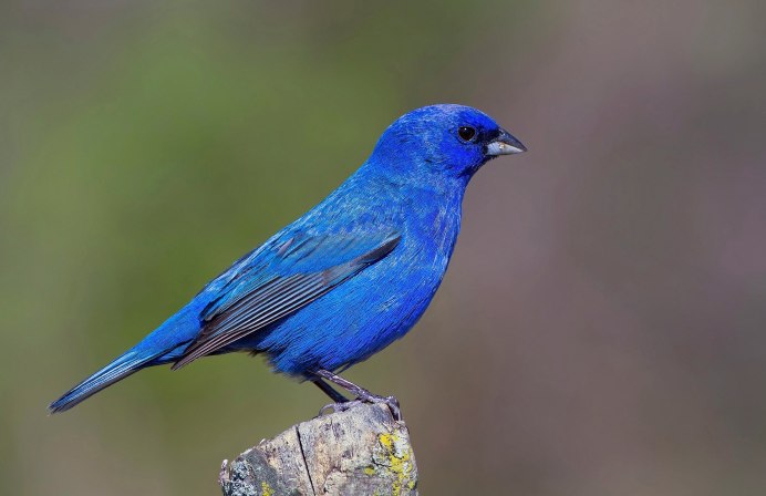 Певчие птицы