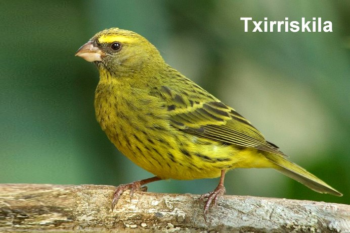 Кенар птица