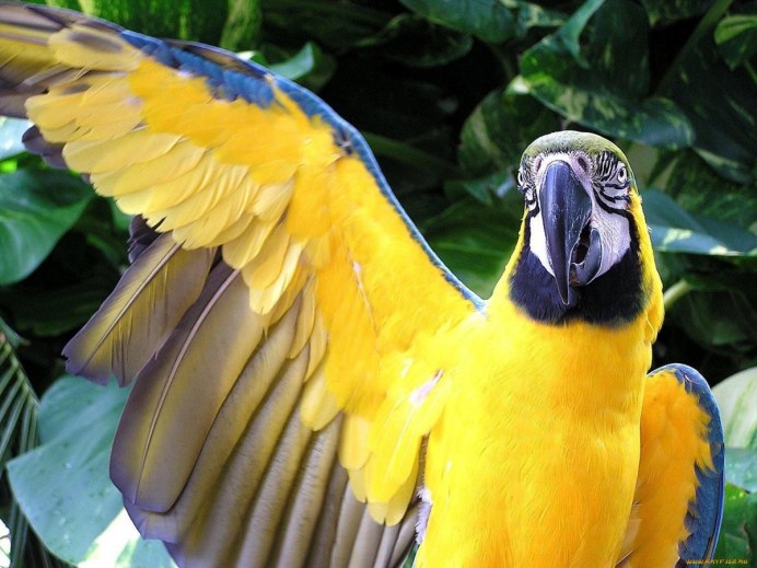 Жёлтая амадина птица