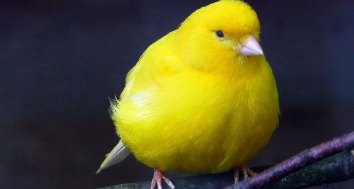 Сойка пересмешница птица