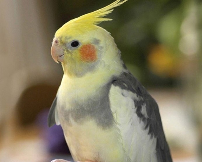 Оранжевый Зяблик