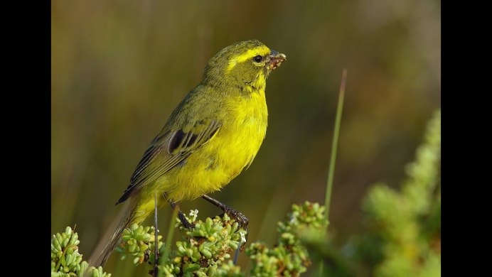 Желтая птица