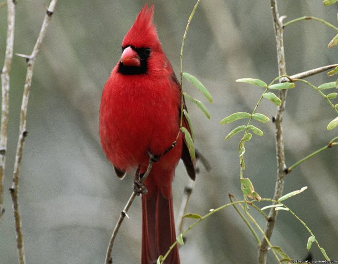 Лориевые попугаи
