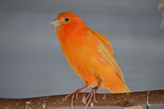 Стаффордширская канарейка