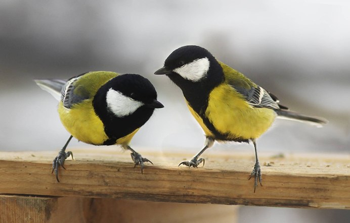 Parus Major синица большая самка
