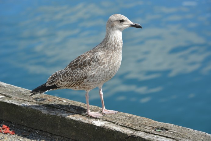 Чайка (Larus)