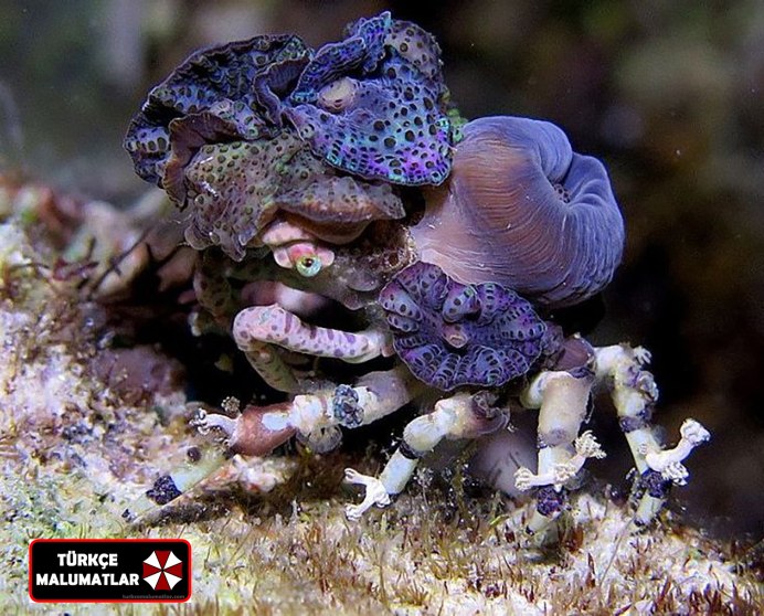 Краб маскируется