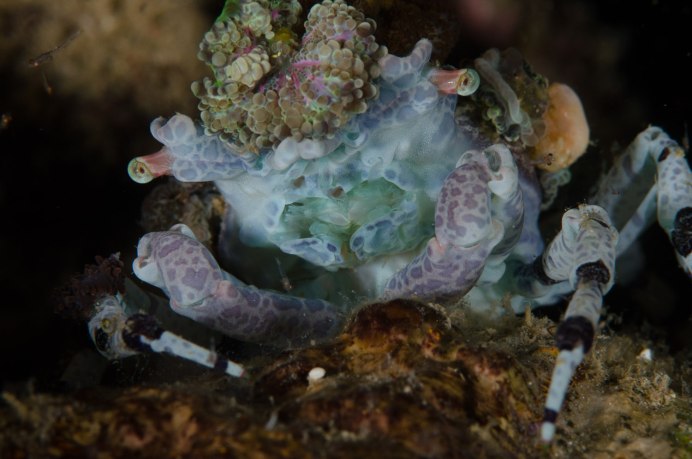 Краб декоратор фото