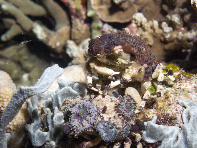 Imocaris tuberculata