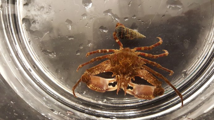 Краб декоратор фото