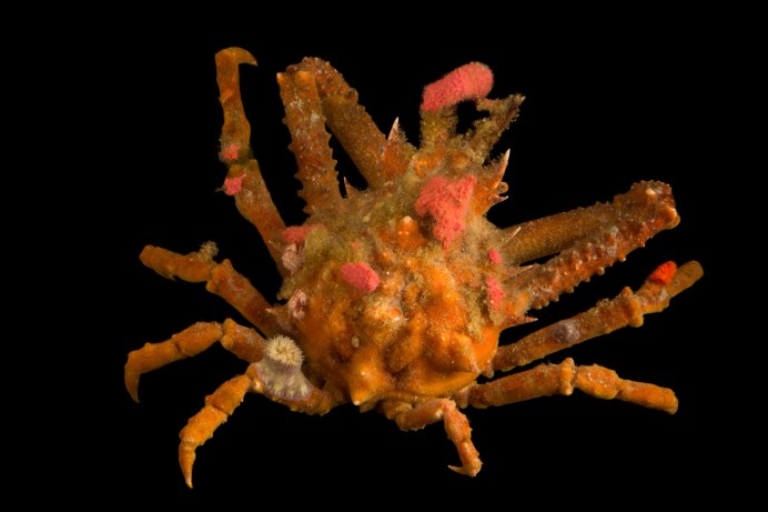 Как выглядит краб декоратор