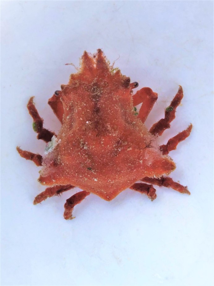 Краб - декоратор пушистый.