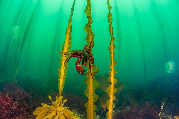 Краб Мимикрия