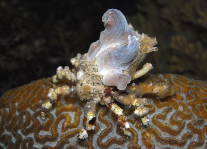 Краб декоратор фото