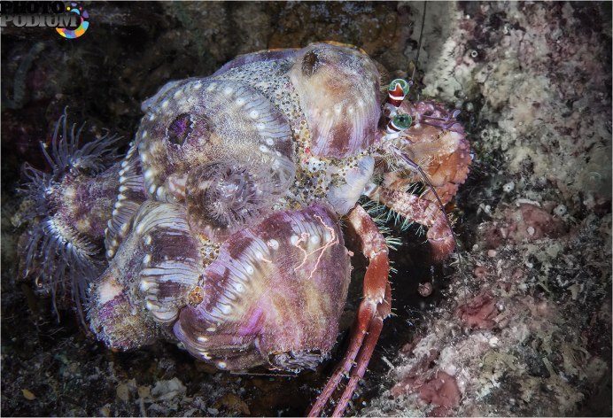 Краб маскируется