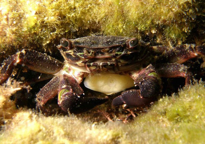 Краб декоратор Википедия