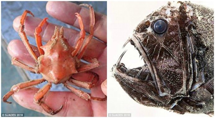 Краб декоратор фото