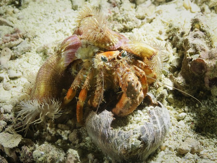 Краб маскируется