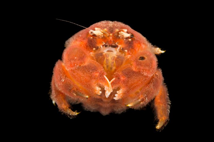 Фильм National Geographic краб