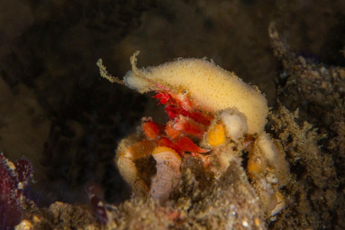 Краб декоратор фото