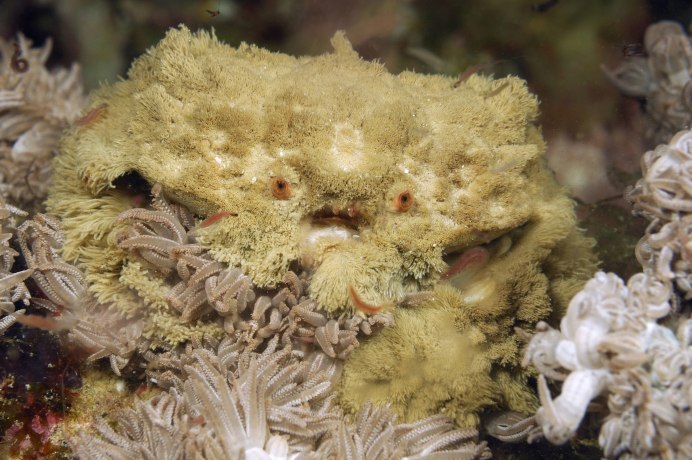 Краб-декоратор (Camposcia retusa)