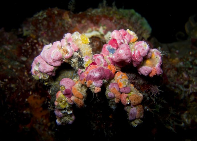 Морской еж на спине краба