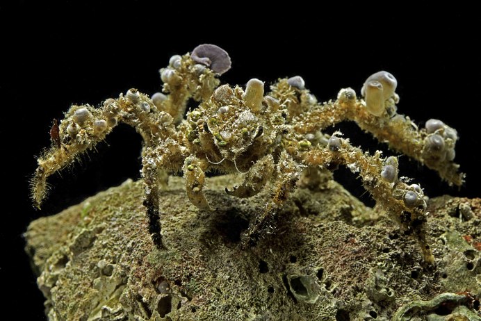 Кампосция Ретуса