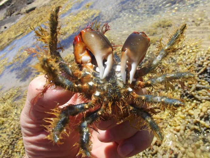 Краб декоратор фото