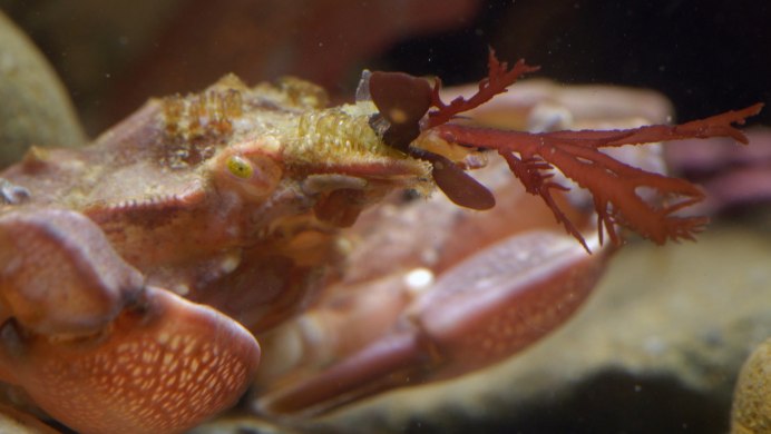 Андрей Сидоров подводный фотограф