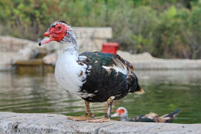 Индоутка мускусная