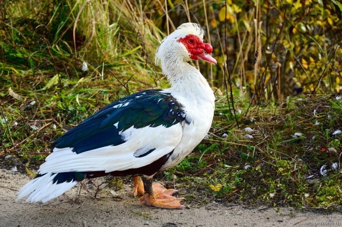 Индоутки мускусные утки