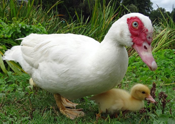 Индоутка мускусная