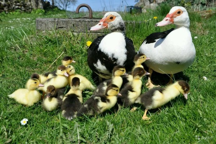 Шипуны утки мускусные