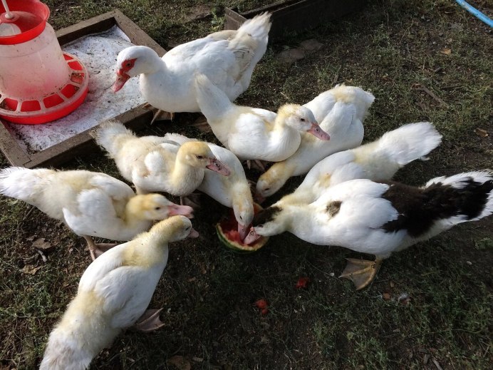 Индоутка мускусная