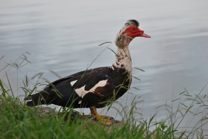 Индоутка ~ 2кг