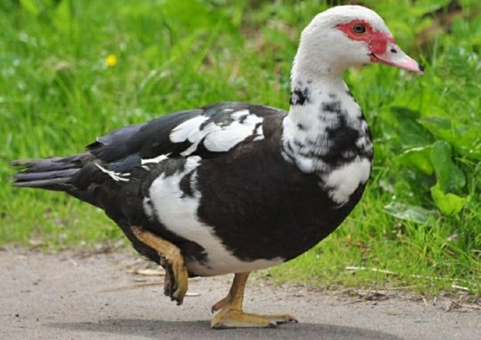 Индоутки мускусные утки