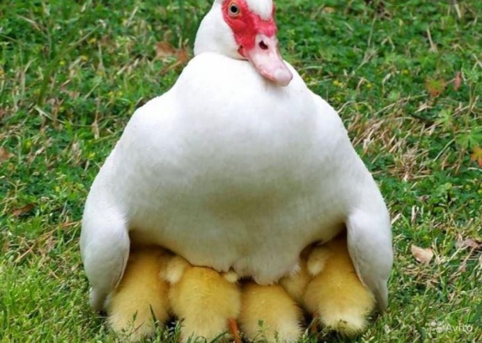 Разновидности домашних уток